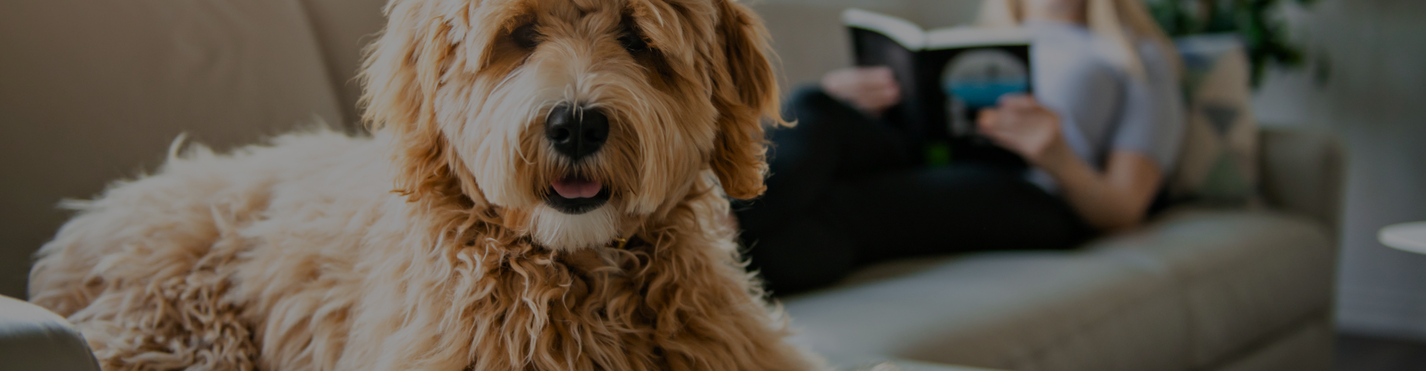 Pet-Friendly Flooring in Columbia, MD